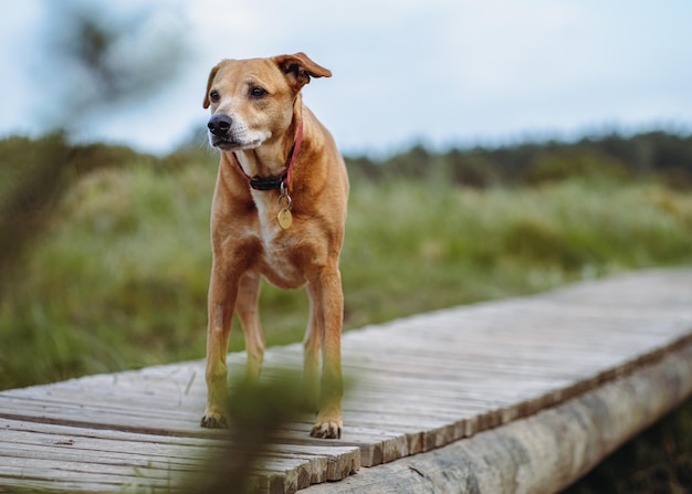 야외에서 아름다운 갈색 Rhodesian Ridgeback 개