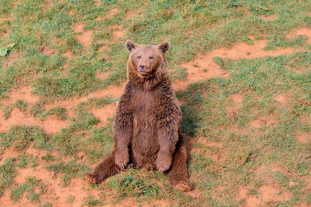 Beautiful brown spanish bear