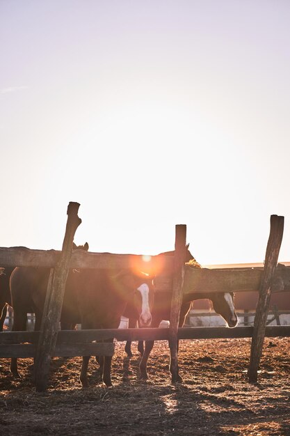 Photo beautiful brown thoroughbred horses stand behind wooden paddock and look with intelligent eyes