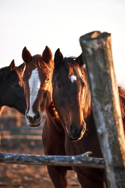 Beautiful brown thoroughbred horses stand behind wooden paddock and look with intelligent eyes