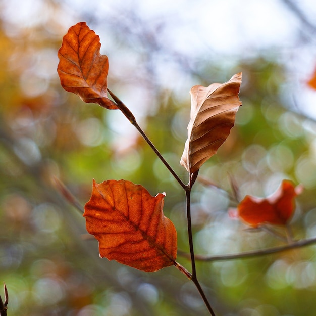 the beautiful brown tree leaves in the nature