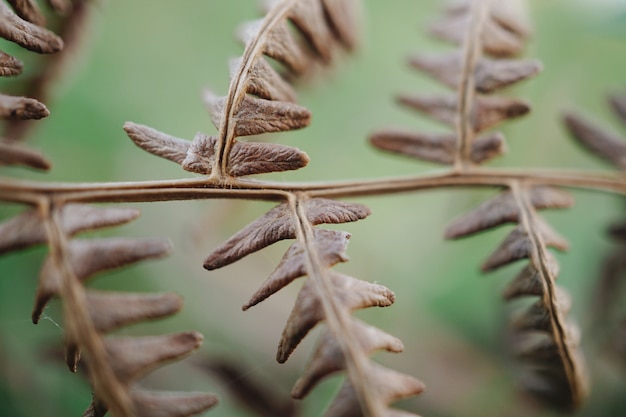 自然の中で美しい茶色の木の葉