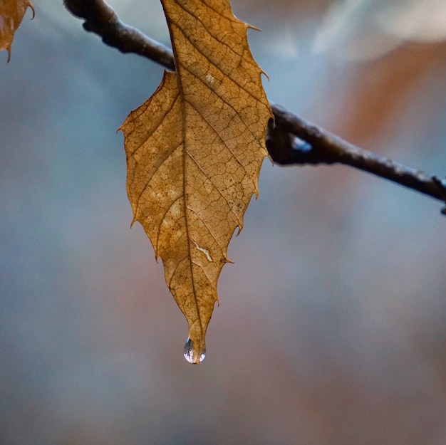 the beautiful brown tree leaves in the nature   