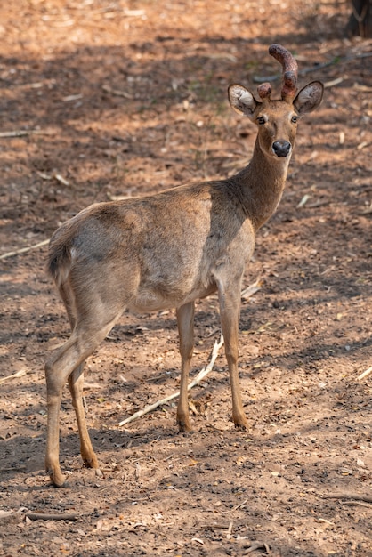 A beautiful brown in wildlife