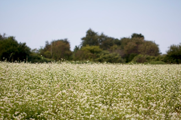 The beautiful buckwheat flowers in the field