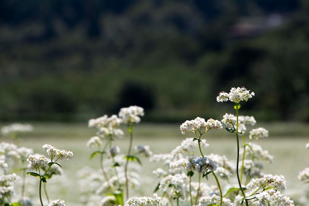 The beautiful buckwheat flowers in the field