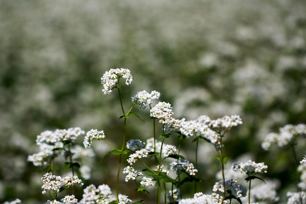 フィールドに美しいソバの花