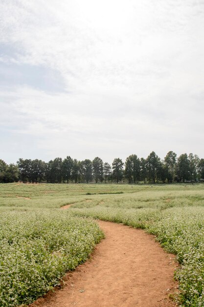 Foto i bellissimi fiori di grano saraceno nel campo