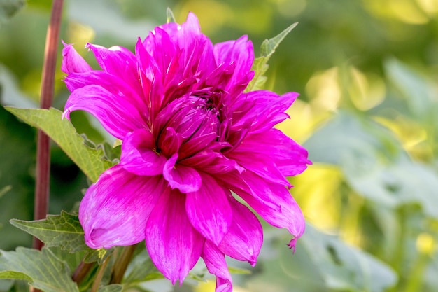 Beautiful bud flower of the dahlia in the garden