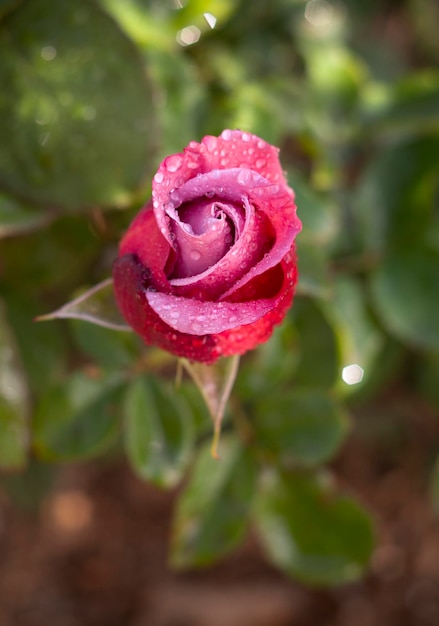 Beautiful bud pink rose flower with dew drops on a sunny warm day in Greece