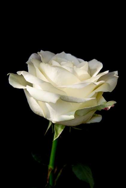 Beautiful bud of white rose on a black background Flowers and plants
