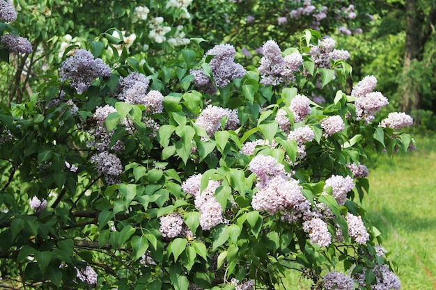 Beautiful buds of delicate fragrant purple lilac reach for the sunlight