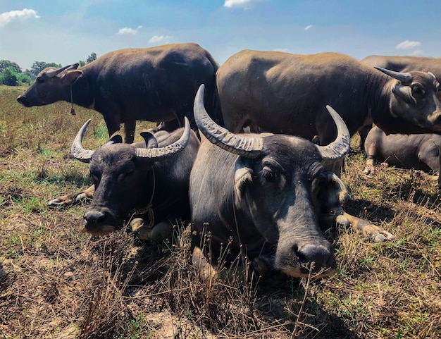Foto bellissimo bufalo nella campagna thailandese