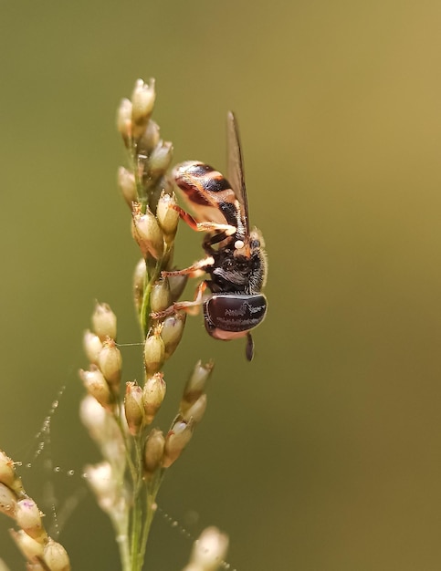 Photo beautiful bug closeup