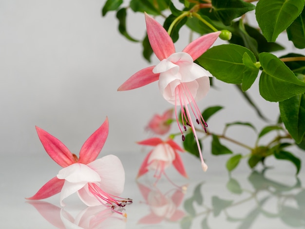 自然な灰色の背景の上に咲くピンクと白のフクシアの花の美しい束。コピースペースと花の背景。ソフトフォーカス。