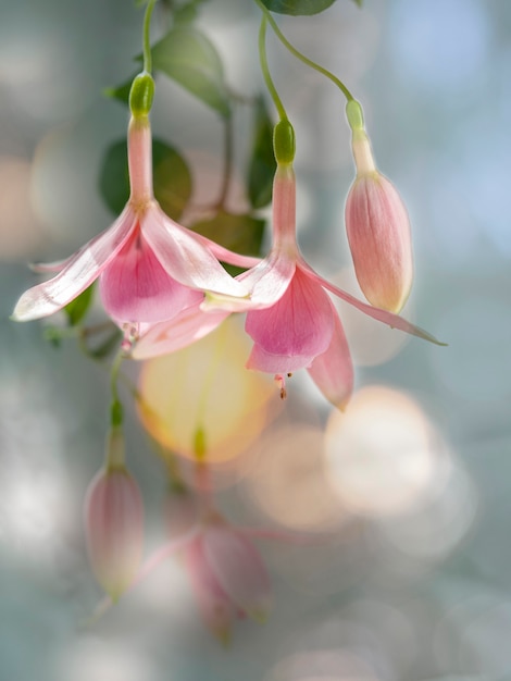 咲くピンクと白のフクシアの花の美しい束