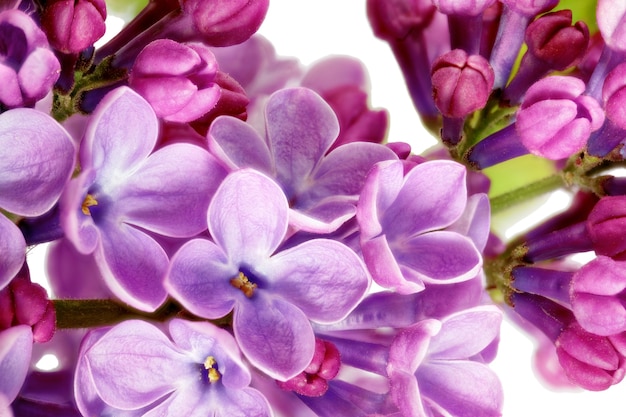 Beautiful Bunch of Lilac close-up .