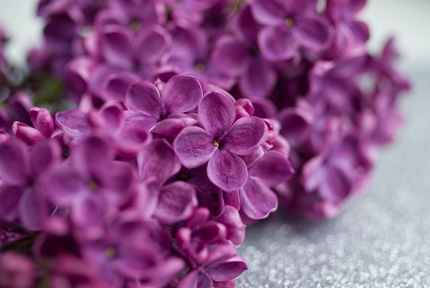 Beautiful bunch of purple lilac closeup selective focus