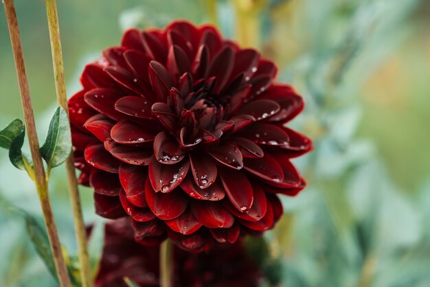 Beautiful burgundy dahlia close-up.