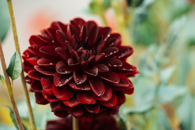 Beautiful burgundy dahlia close-up.