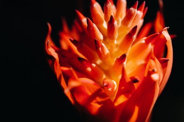 Foto bellissimo fiore bordeaux sull'isola di tenerife.