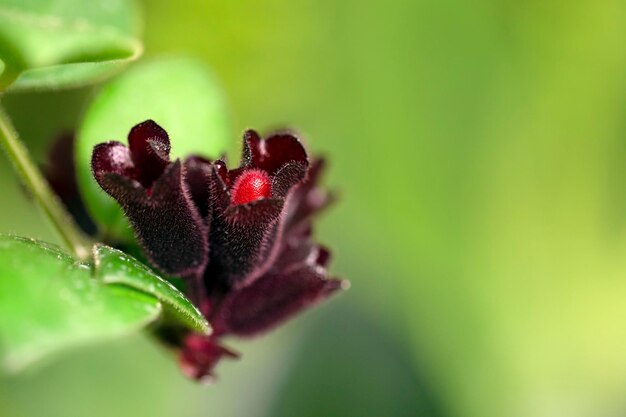 Beautiful burgundy flowers