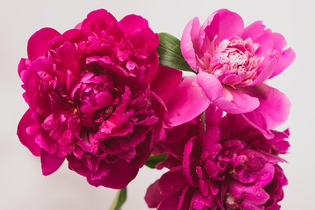 Beautiful burgundy pink peonies closeup selective focus