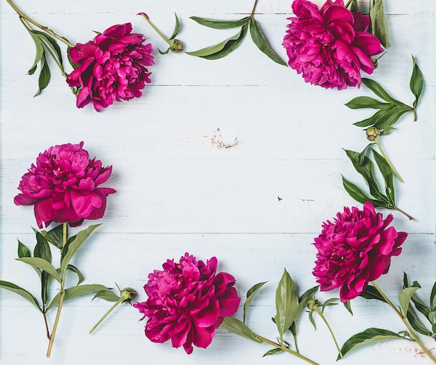 Beautiful burgundy pink peonies lie around a frame on a wooden blue background Horizontal frame copy space Top view