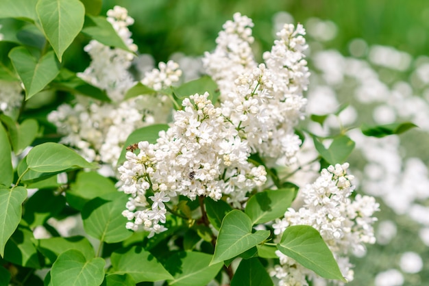 Beautiful bush of blossoming lilac in the spring garden.