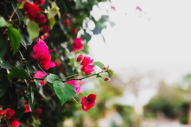 Bellissimo cespuglio di fiori rosa su un arco