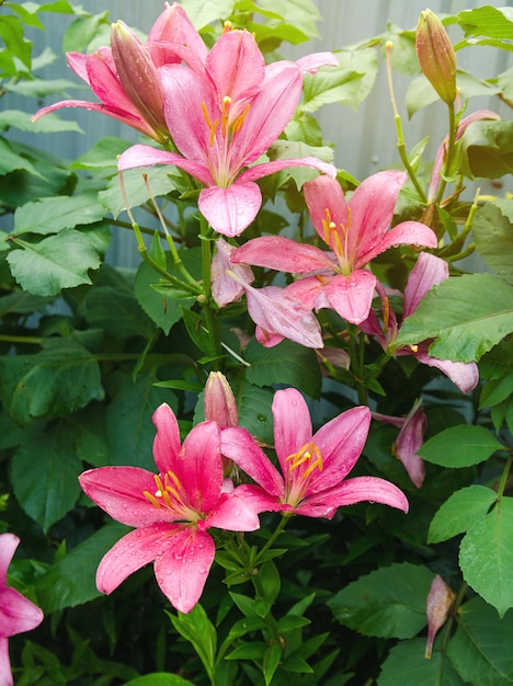 A beautiful bush of pink lilies growing in the garden after the rain Natural wallpaper