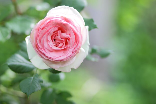 Beautiful bush of pink roses in a spring garden Closeup of a pink flower blooming outdoors Pink rose in the garden at sunny day