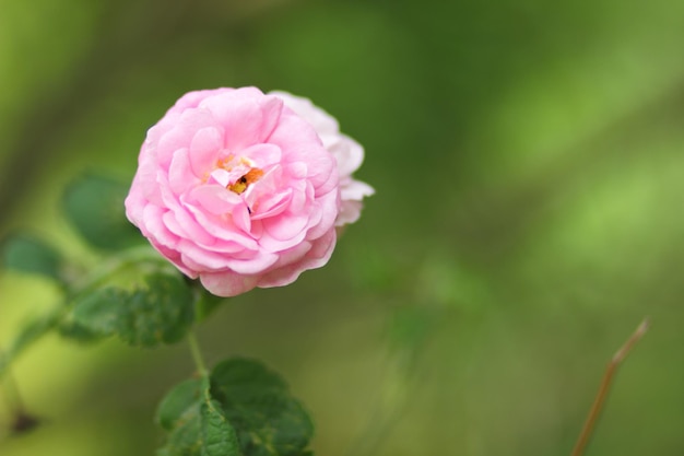 春の庭にピンクのバラの美しい茂み 屋外に咲くピンクの花のクローズアップ 晴れた日に庭にピンクのバラ