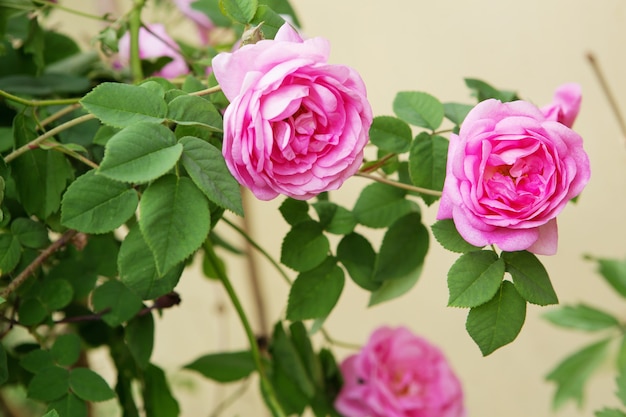 Beautiful bush of pink roses in a spring garden