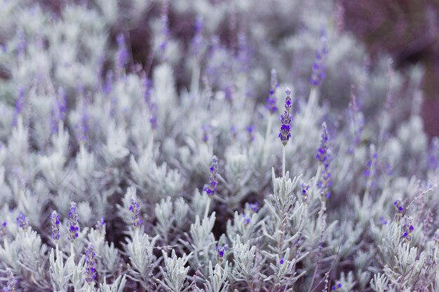 Beautiful bush of purple summer lavenders in the field