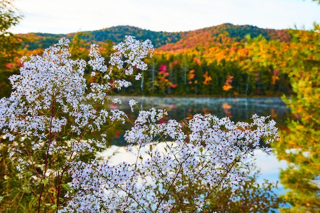 Beautiful bush of white and pink flowers next to foggy lake with fall forest behind