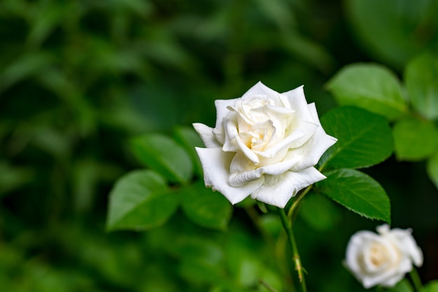 Beautiful bush of white roses in a spring garden