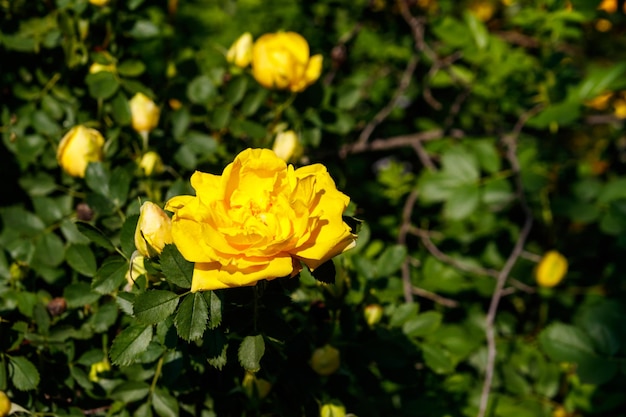 정원에 있는 아름다운 노란 장미 덤불