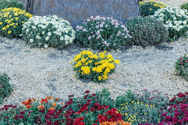 beautiful bushes of yellow chrysanthemum flowers closeup