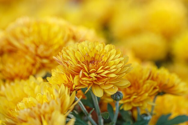 Beautiful bushes of yellow chrysanthemum flowers