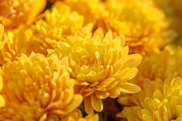 Beautiful bushes of yellow chrysanthemum flowers