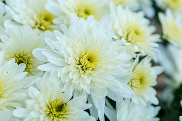 Beautiful bushes of yellow chrysanthemum flowers