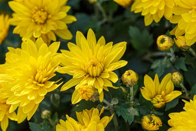 Beautiful bushes of yellow chrysanthemum flowers