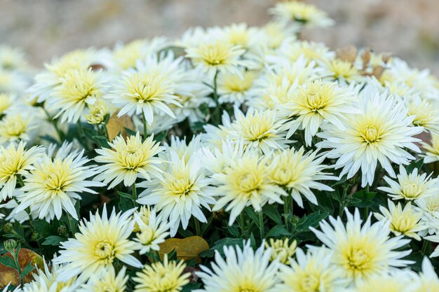 Beautiful bushes of yellow chrysanthemum flowers