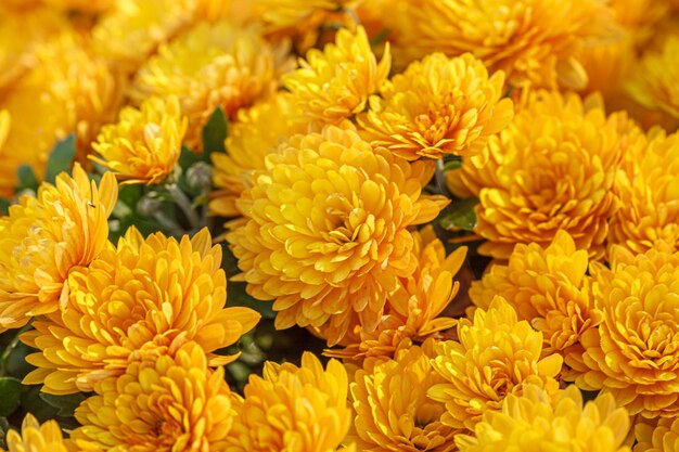 Beautiful bushes of yellow chrysanthemum flowers