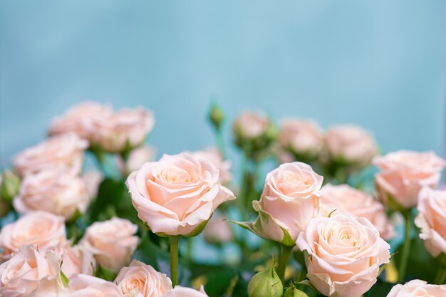 Beautiful bushy delicate light pink roses.