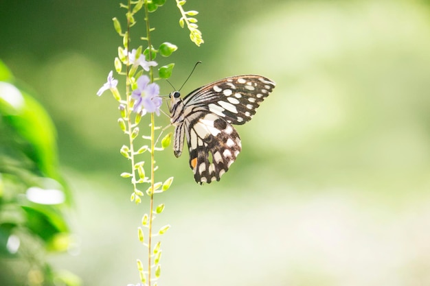 Beautiful butterflies on a bouquet of purple flowers