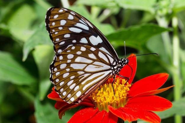 Beautiful butterflies on flowers in garden