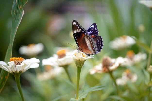 美しい蝶が花の上に座っている