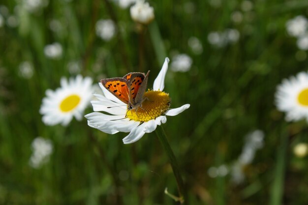 Beautiful butterflt on daisy